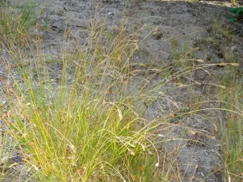 Senta sedge