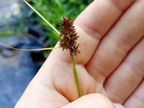 Carex sororia
