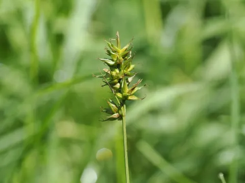 Spiked sedge