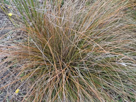 Testacea sedge