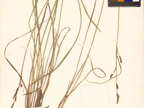 Thunberg's Sedge