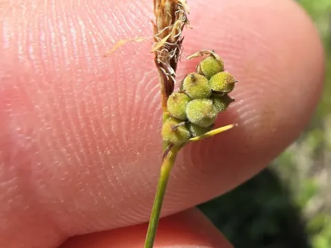 Downy sedge
