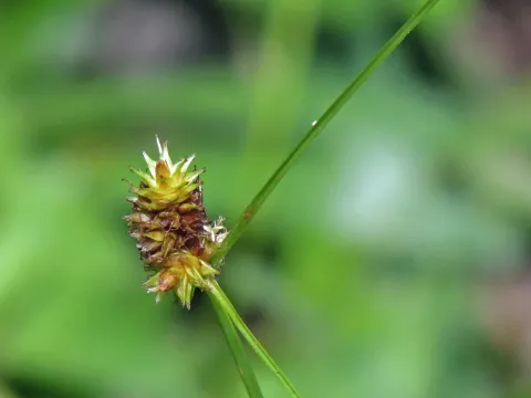 Uruguayan sedge