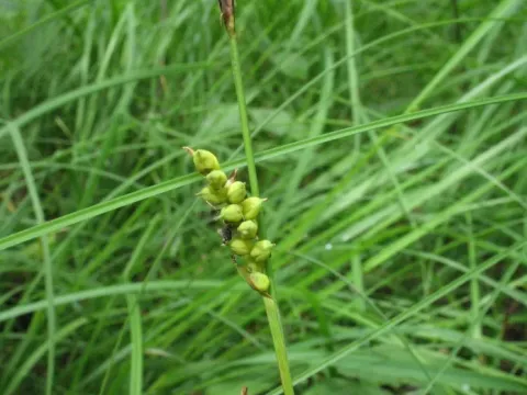 Sheathed sedge
