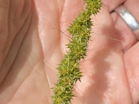 Fox sedge