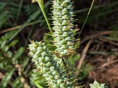 Warty sedge