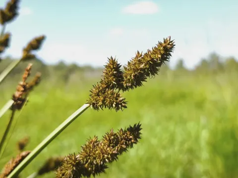 Fox sedge