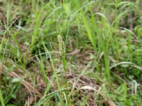 Wallich's Sedge