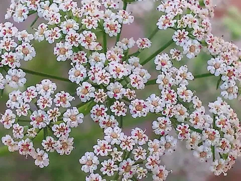 Айован душистый