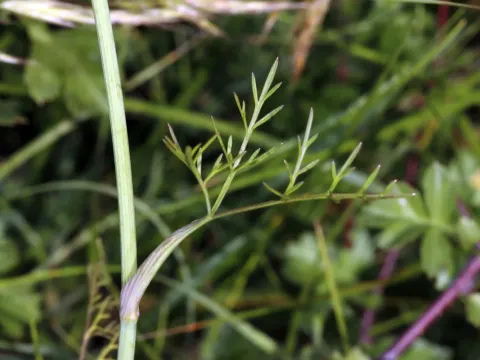 Carum elegans