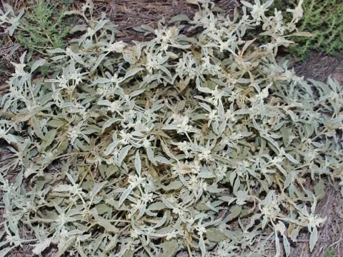 Chrozophora obliqua