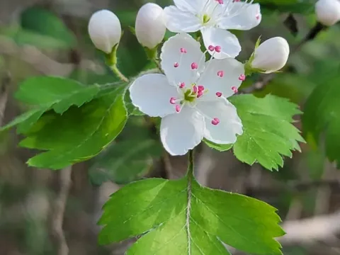 Marshall's hawthorn