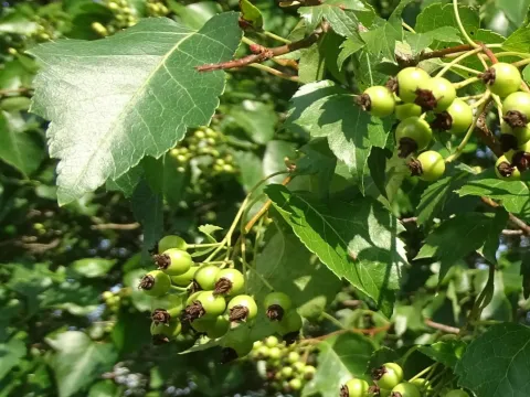 Washington hawthorn