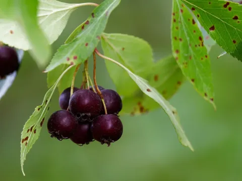 River hawthorn