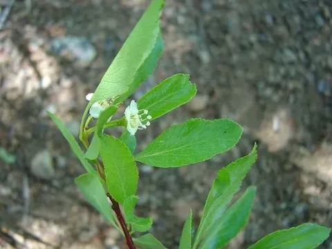 Willow-leaved hawthorn
