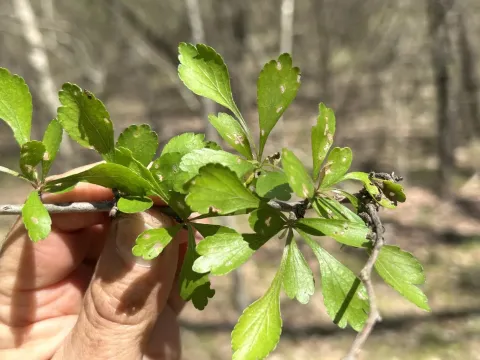 Spoonleaf hawthorn