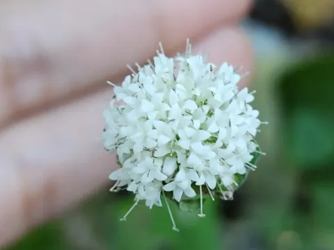 Crusea parviflora