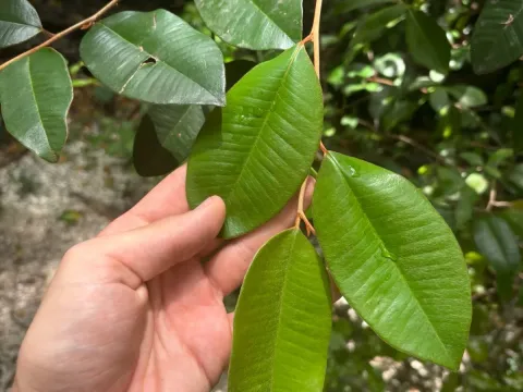 Satinleaf