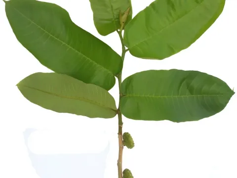 Кастиллоа