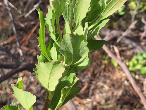 Bitou bush