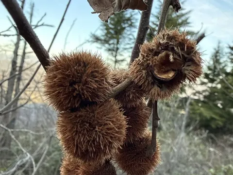 Каштан ольхолистный