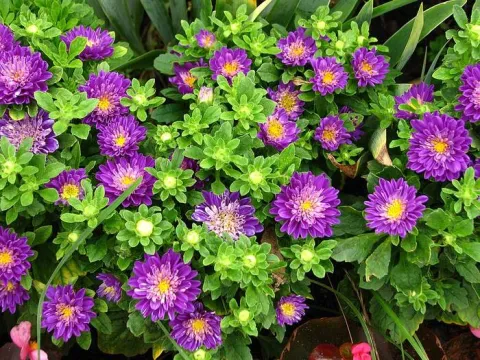 China aster