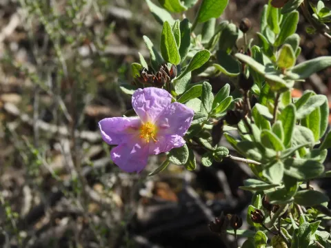 White-leaved rock-rose