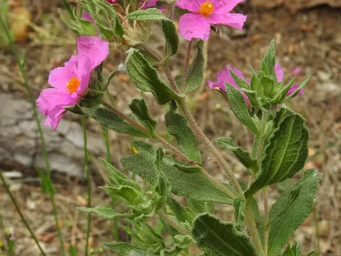 Cistus canescens
