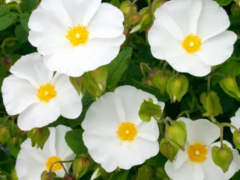 Rock rose