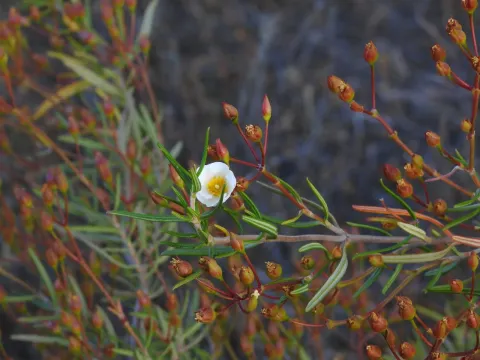 Cistus libanotis