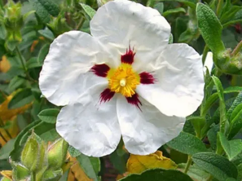 Cistus loretii