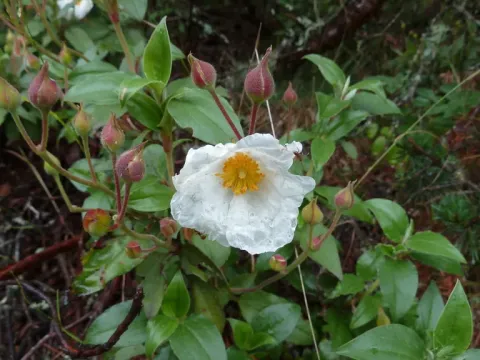 Laurel-leaved rockrose