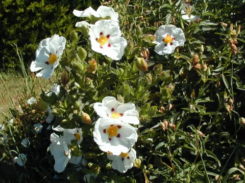 Cistus lusitanicus