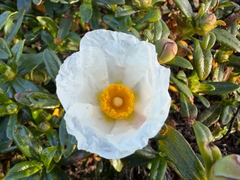 Cistus palhinhae