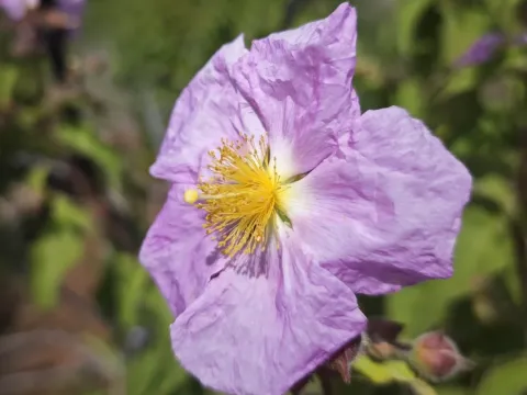 Cistus symphytifolius