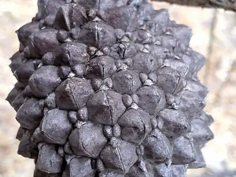 Аллоказуарина мутовчата