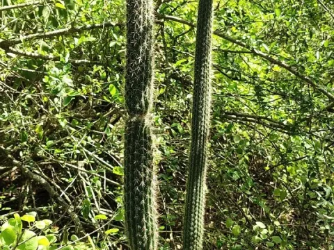 Cleistocactus