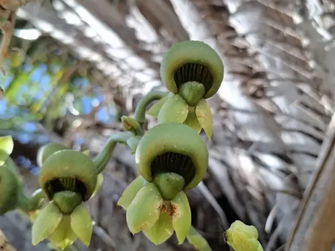Catasetum