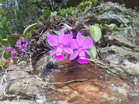 Cattleya