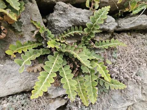 Rustyback fern