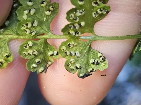 Bladder fern