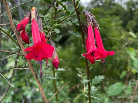 Cantua