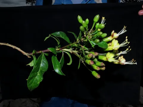 Cantua pyrifolia