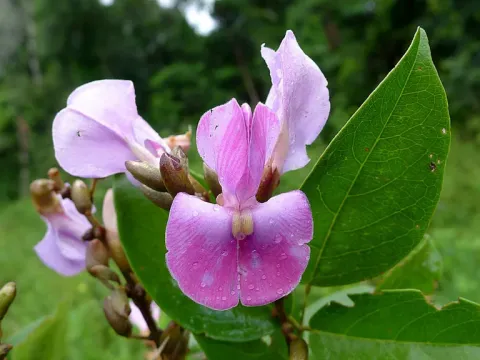 Cratylia