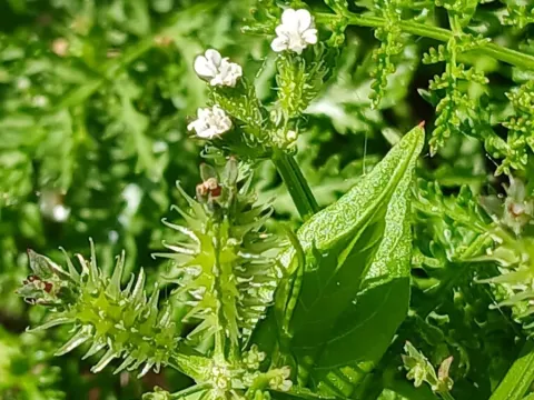 Caucalis