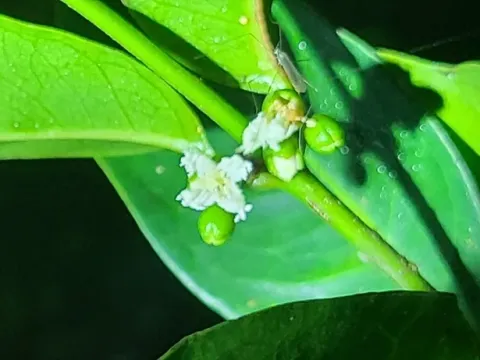 Кассипурея