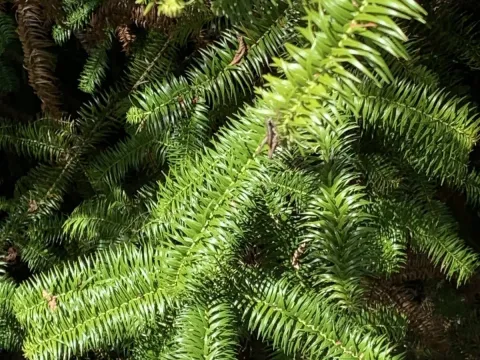 Cunninghamia kawakamii