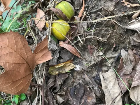 Cucumis callosus
