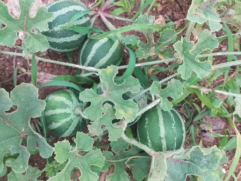 Cucumis trigonus