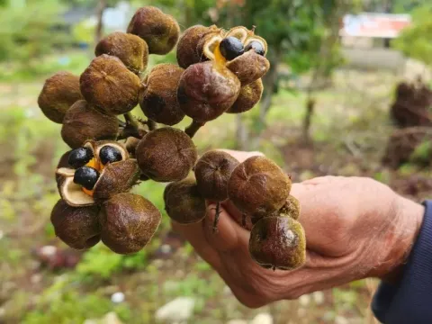 Cupania